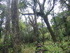 Hoang Lien forest. Click to see full size image