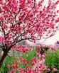 Peach flower, a symbol of spring