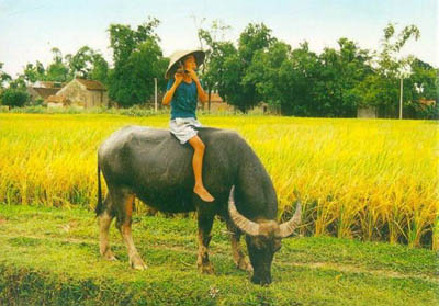 un bambino sulla parte posteriore del bufalo, un paesaggio pacifico nelle zone rurali del Vietnam